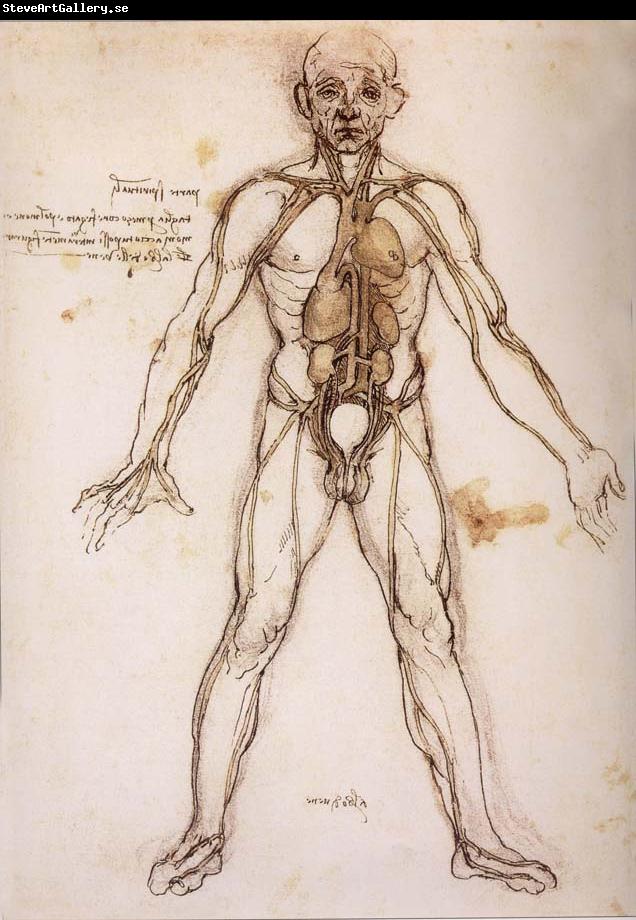 LEONARDO da Vinci You branching of the Blutgefabe, anatomical figure with heart kidneys and Blutgefaben